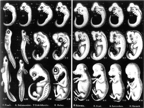 TED Talks and Haeckel’s Embryos